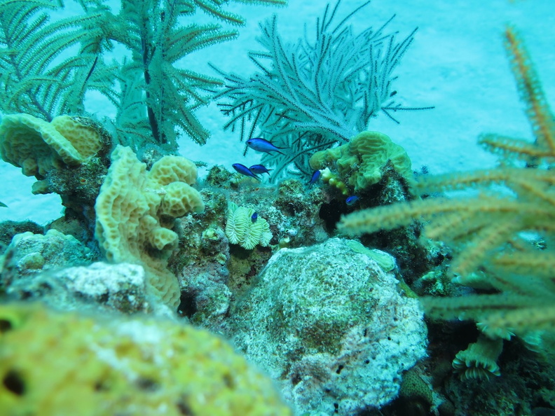 57 Blue Cromis on the Reef IMG_3994.jpg